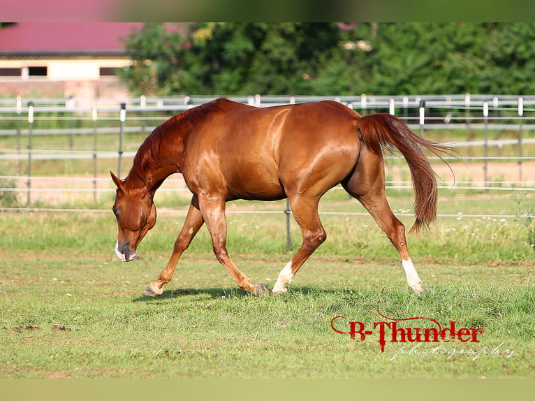 American Quarter Horse Wallach 15 Jahre 152 cm Fuchs in Aigen