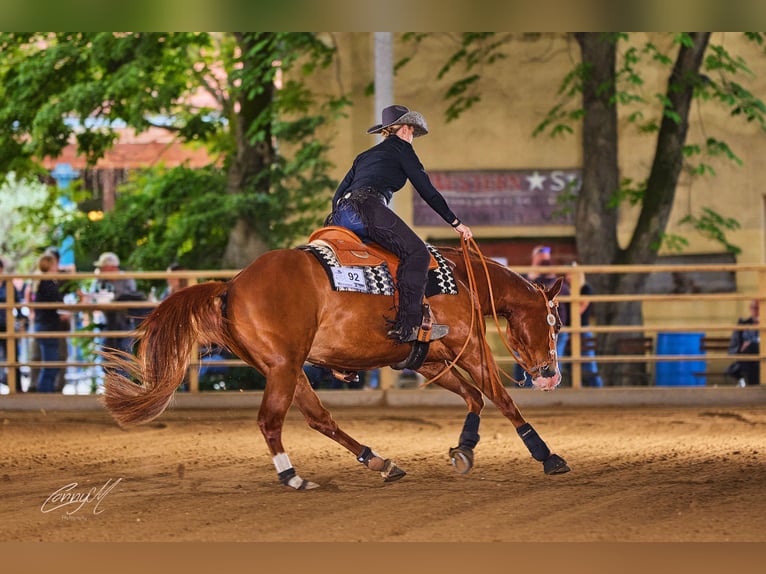 American Quarter Horse Wallach 15 Jahre 152 cm Fuchs in Aigen