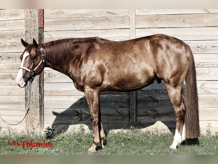 American Quarter Horse Wallach 15 Jahre 152 cm Fuchs in Aigen