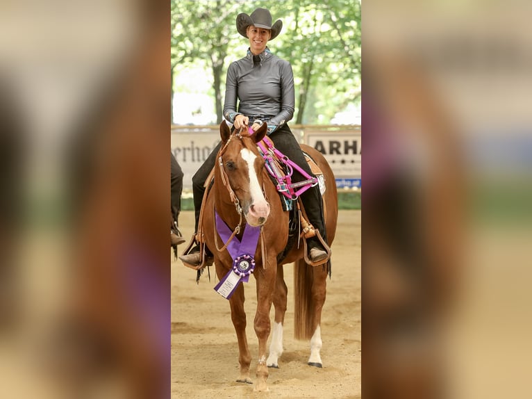 American Quarter Horse Wallach 15 Jahre 152 cm Fuchs in Aigen
