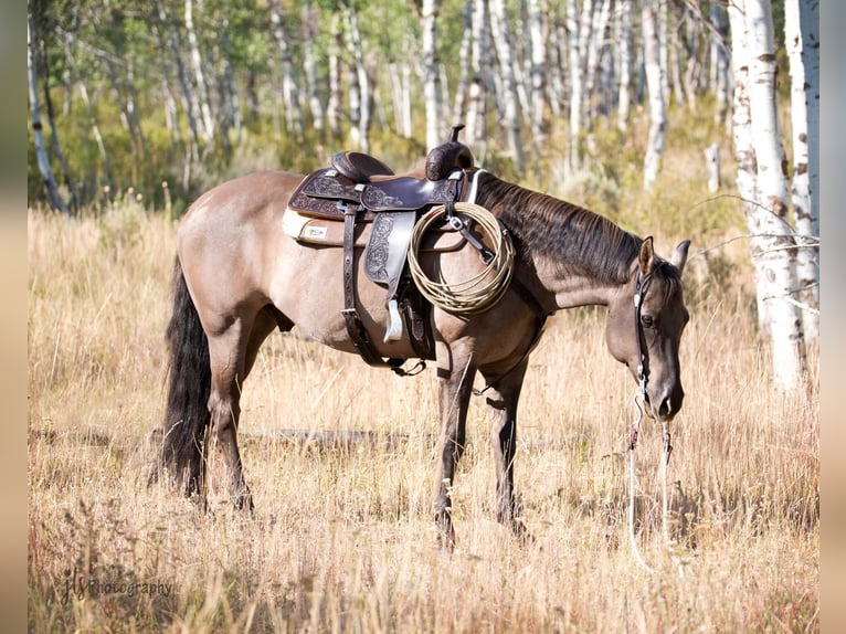 American Quarter Horse Wallach 15 Jahre 152 cm Grullo in Oakley UT