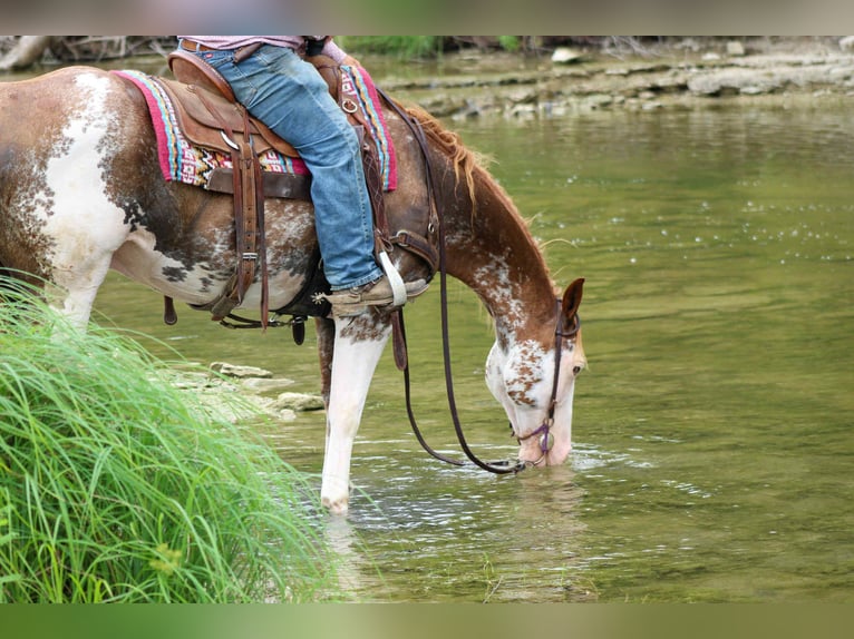 American Quarter Horse Wallach 15 Jahre 152 cm Overo-alle-Farben in Stephenville TX