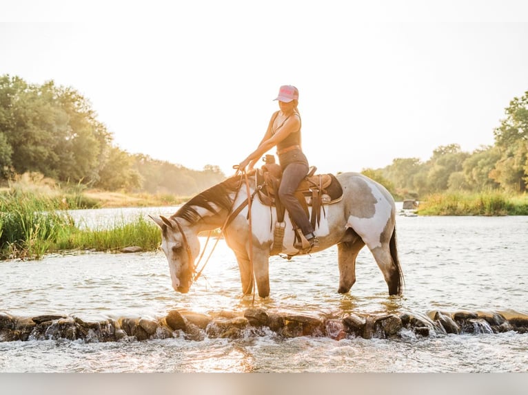 American Quarter Horse Wallach 15 Jahre 152 cm Overo-alle-Farben in Weatherford TX