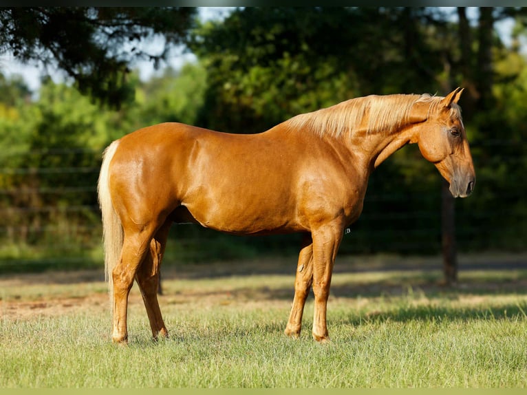 American Quarter Horse Wallach 15 Jahre 152 cm Palomino in Lufkin