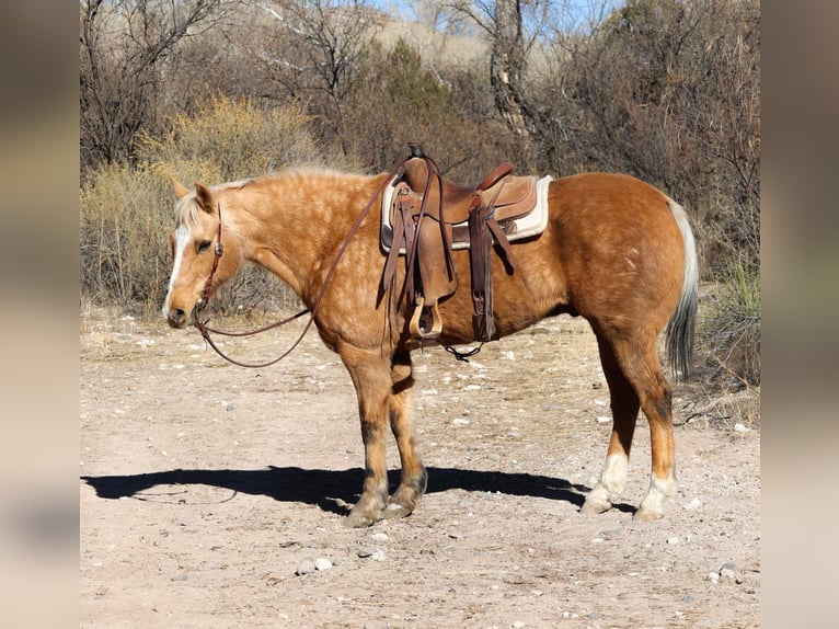 American Quarter Horse Wallach 15 Jahre 152 cm Palomino in Camp Verde AZ