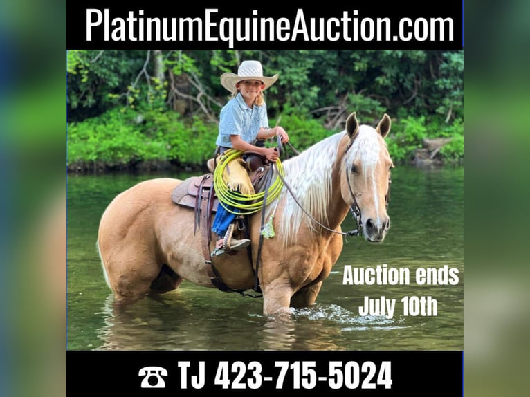 American Quarter Horse Wallach 15 Jahre 152 cm Palomino in Cleveland TN