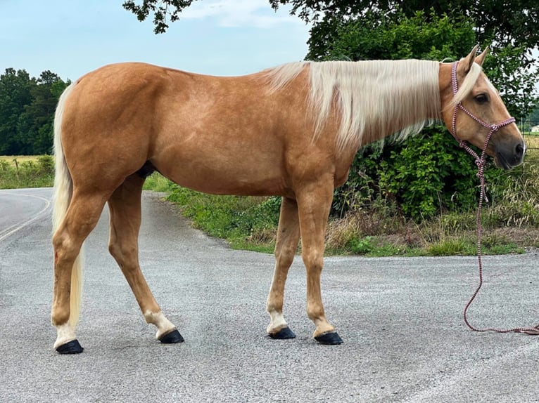 American Quarter Horse Wallach 15 Jahre 152 cm Palomino in Cleveland TN