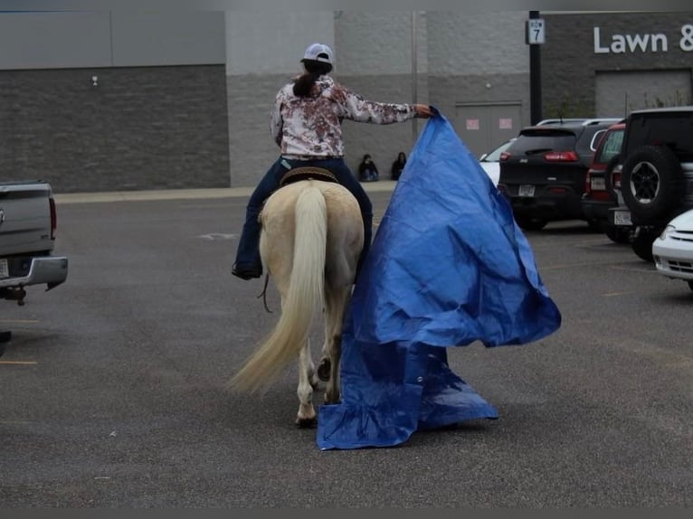 American Quarter Horse Wallach 15 Jahre 152 cm Palomino in HaleyvilleAL