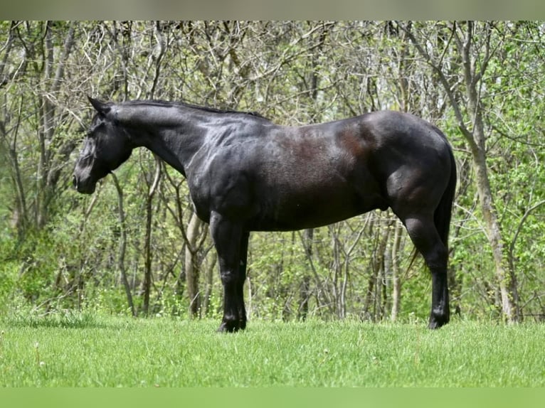 American Quarter Horse Wallach 15 Jahre 152 cm Rappe in lIBSON ia