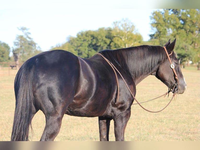 American Quarter Horse Wallach 15 Jahre 152 cm Rappe in Weatherford