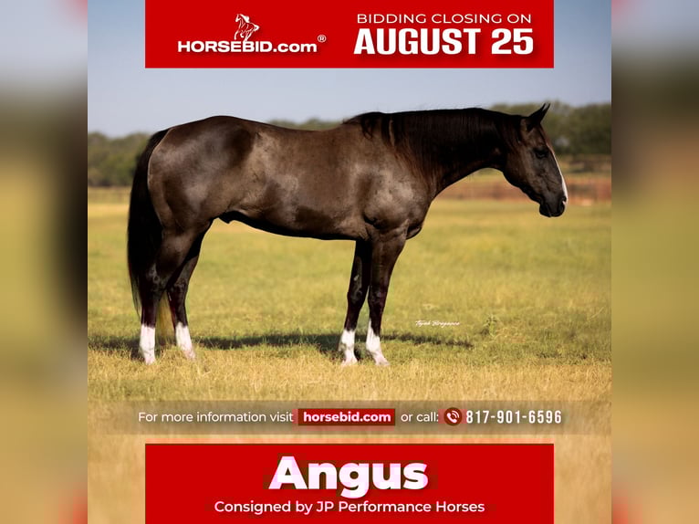 American Quarter Horse Wallach 15 Jahre 152 cm Rappe in Weatherford