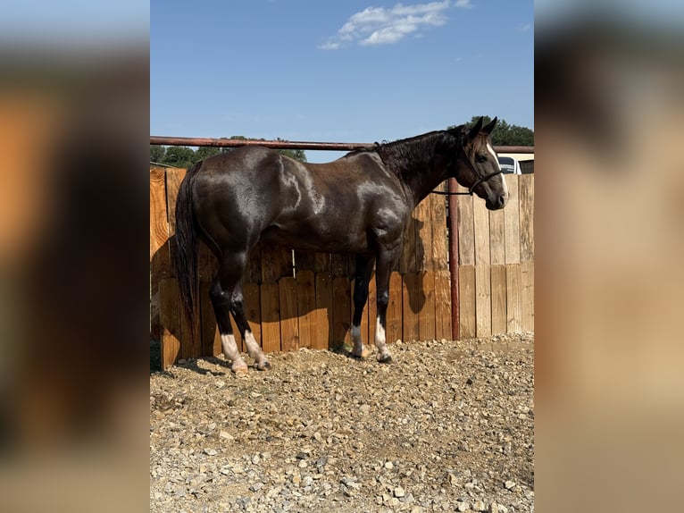 American Quarter Horse Wallach 15 Jahre 152 cm Rappe in Weatherford