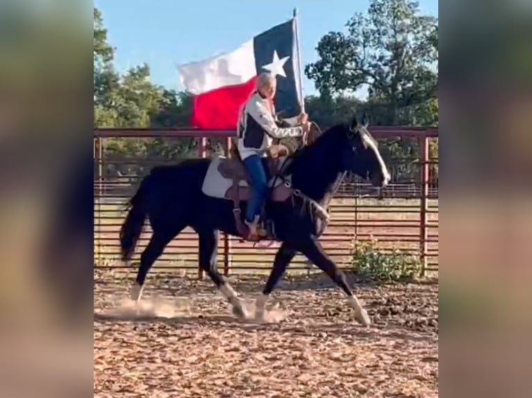 American Quarter Horse Wallach 15 Jahre 152 cm Rappe in Weatherford