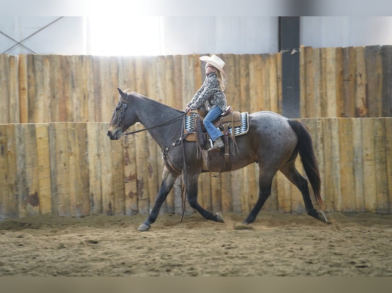 American Quarter Horse Wallach 15 Jahre 152 cm Roan-Bay in Corsica, SD American Quarter Horse Wallach 15 Jahre 152 cm Roan-Bay in Corsica, SD
