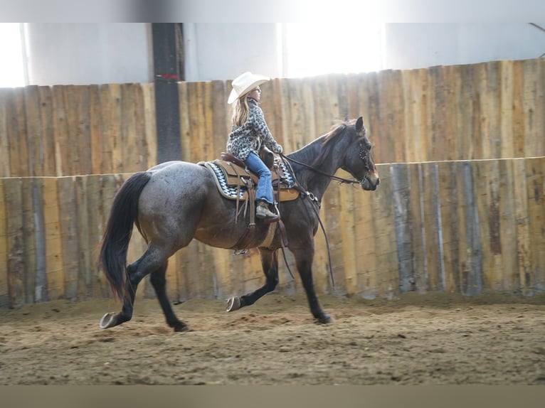 American Quarter Horse Wallach 15 Jahre 152 cm Roan-Bay in Corsica, SD American Quarter Horse Wallach 15 Jahre 152 cm Roan-Bay in Corsica, SD