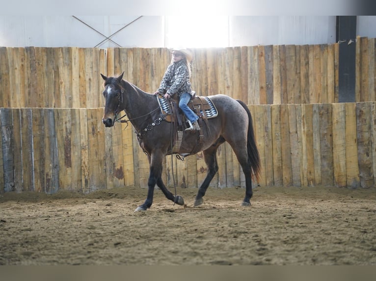 American Quarter Horse Wallach 15 Jahre 152 cm Roan-Bay in Corsica, SD American Quarter Horse Wallach 15 Jahre 152 cm Roan-Bay in Corsica, SD