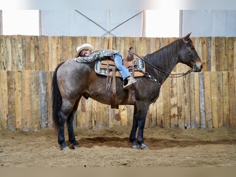 American Quarter Horse Wallach 15 Jahre 152 cm Roan-Bay in Corsica, SD American Quarter Horse Wallach 15 Jahre 152 cm Roan-Bay in Corsica, SD