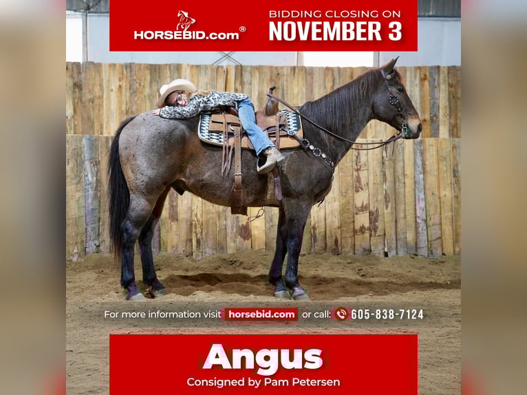 American Quarter Horse Wallach 15 Jahre 152 cm Roan-Bay in Corsica, SD American Quarter Horse Wallach 15 Jahre 152 cm Roan-Bay in Corsica, SD