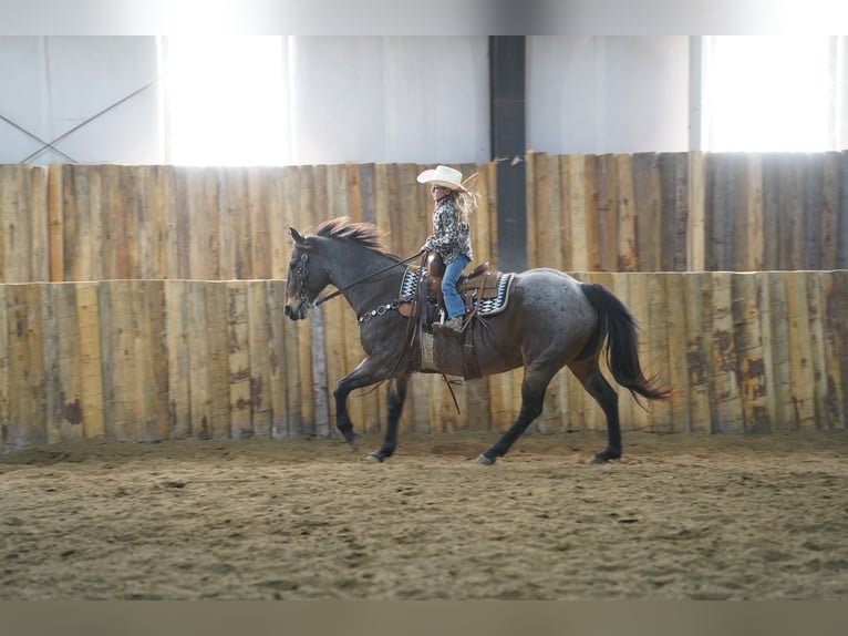 American Quarter Horse Wallach 15 Jahre 152 cm Roan-Bay in Corsica, SD American Quarter Horse Wallach 15 Jahre 152 cm Roan-Bay in Corsica, SD