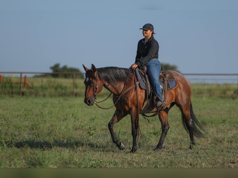 American Quarter Horse Wallach 15 Jahre 152 cm Roan-Bay in Granbury TX