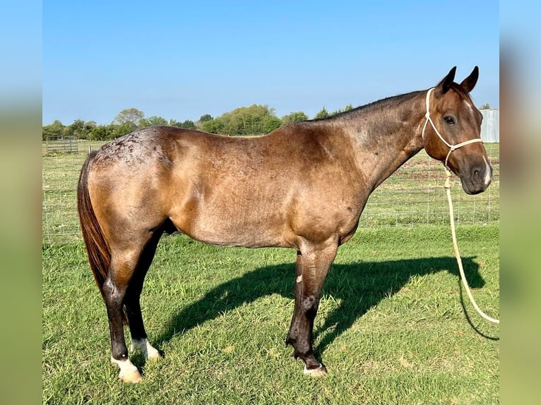 American Quarter Horse Wallach 15 Jahre 152 cm Roan-Bay in ravenna TX