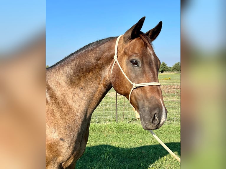 American Quarter Horse Wallach 15 Jahre 152 cm Roan-Bay in ravenna TX