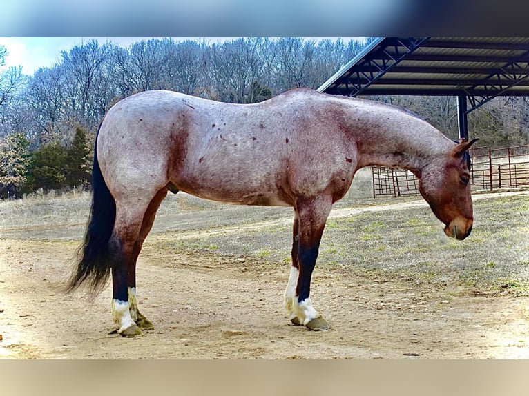 American Quarter Horse Wallach 15 Jahre 152 cm Roan-Bay in Sweet Springs MO