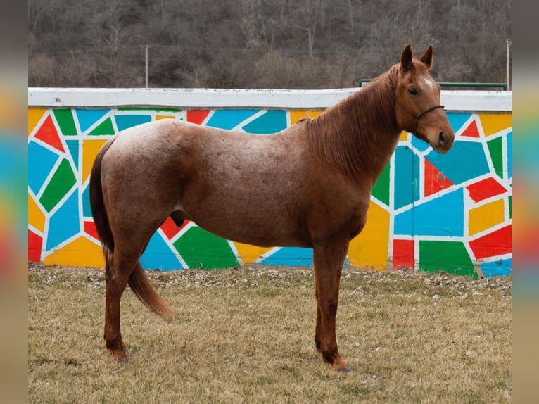 American Quarter Horse Wallach 15 Jahre 152 cm Roan-Red in Middletown, OH