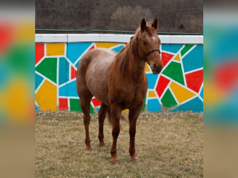 American Quarter Horse Wallach 15 Jahre 152 cm Roan-Red in Middletown, OH