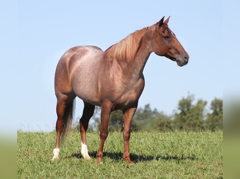 American Quarter Horse Wallach 15 Jahre 152 cm Roan-Red in Mount Vernon KY