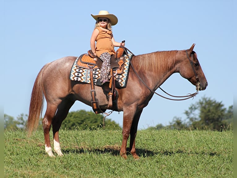 American Quarter Horse Wallach 15 Jahre 152 cm Roan-Red in Mount Vernon KY