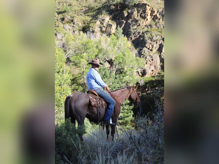 American Quarter Horse Wallach 15 Jahre 152 cm Roan-Red in Nunn CO