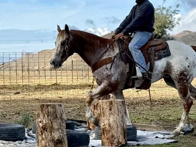 American Quarter Horse Wallach 15 Jahre 152 cm Roan-Red in paicines CA