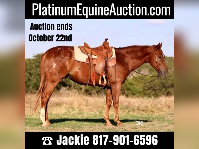 American Quarter Horse Wallach 15 Jahre 152 cm Roan-Red in Weatherford TX