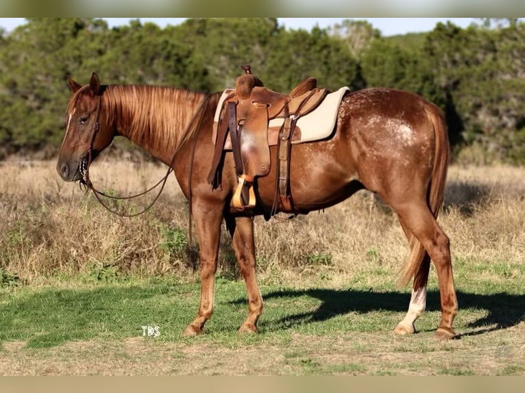 American Quarter Horse Wallach 15 Jahre 152 cm Roan-Red in Weatherford TX