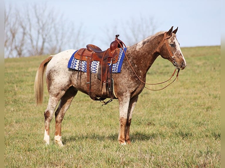 American Quarter Horse Wallach 15 Jahre 152 cm Roan-Red in Whitley city Ky