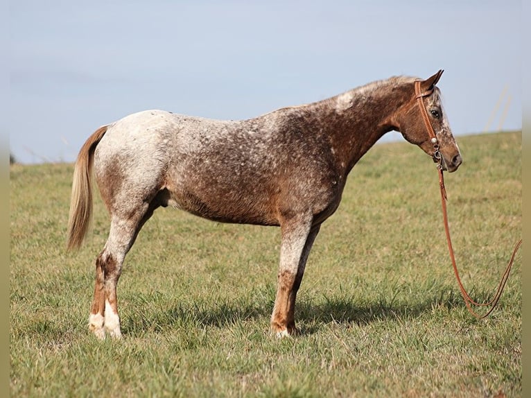 American Quarter Horse Wallach 15 Jahre 152 cm Roan-Red in Whitley city Ky