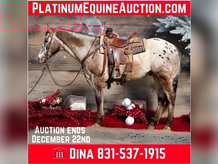 American Quarter Horse Wallach 15 Jahre 152 cm Rotbrauner in Paicines CA