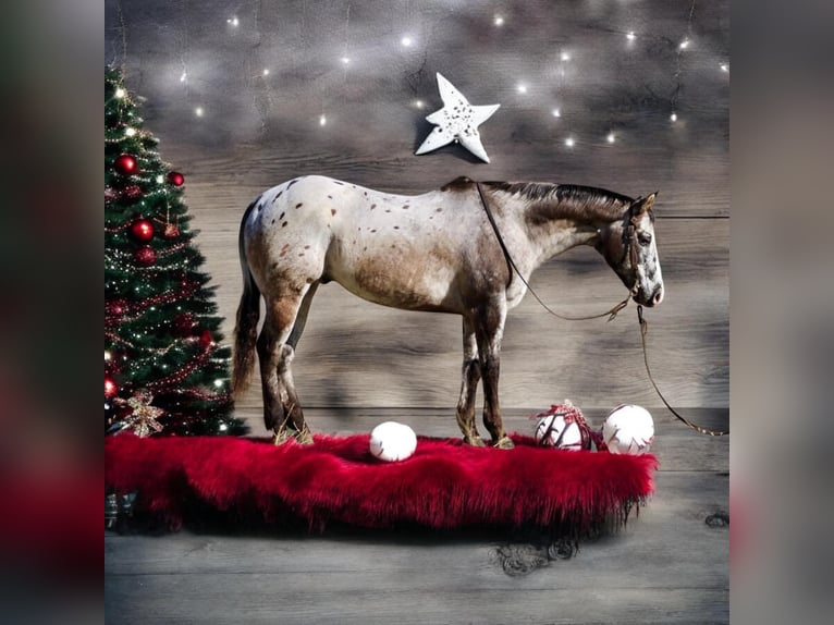 American Quarter Horse Wallach 15 Jahre 152 cm Rotbrauner in Paicines CA