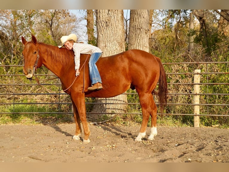 American Quarter Horse Mix Wallach 15 Jahre 152 cm Rotfuchs in Valley Springs, SD
