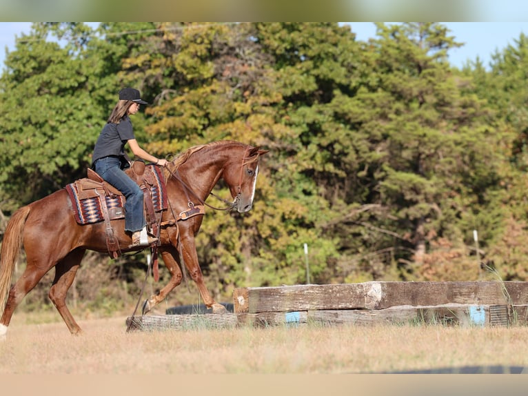 American Quarter Horse Wallach 15 Jahre 152 cm Rotfuchs in Stillwater