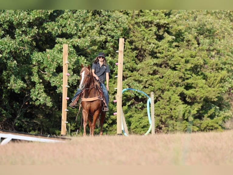 American Quarter Horse Wallach 15 Jahre 152 cm Rotfuchs in Stillwater