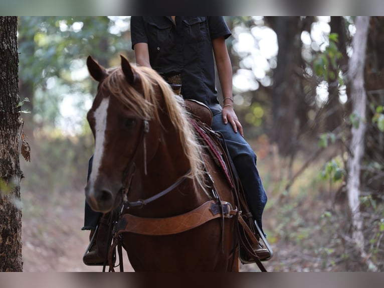 American Quarter Horse Wallach 15 Jahre 152 cm Rotfuchs in Stillwater
