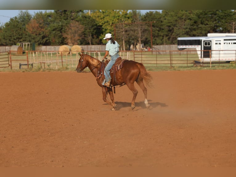 American Quarter Horse Wallach 15 Jahre 152 cm Rotfuchs in Stillwater