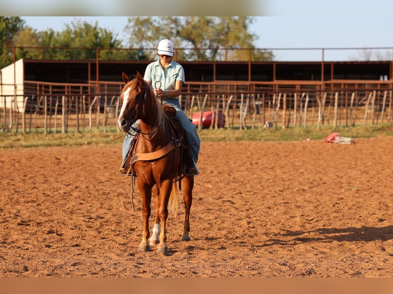 American Quarter Horse Wallach 15 Jahre 152 cm Rotfuchs in Stillwater