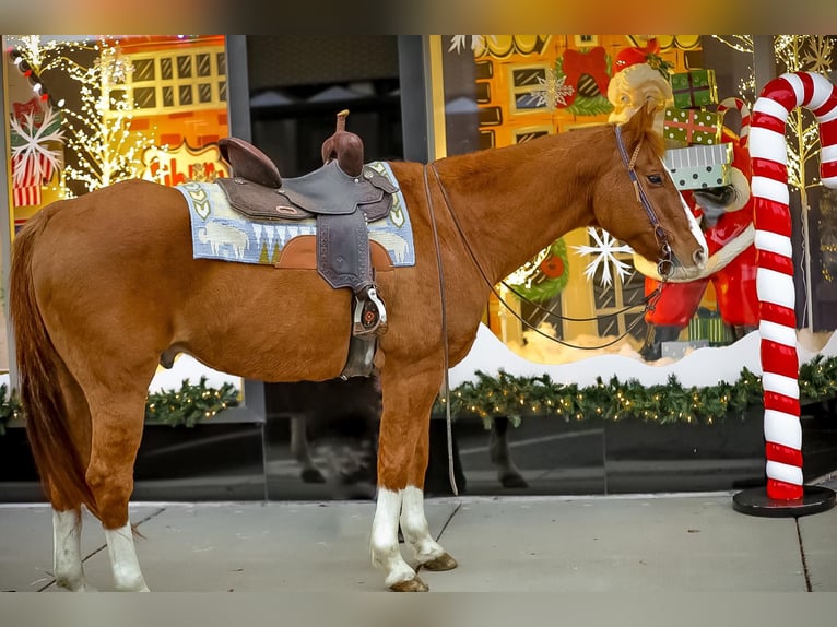 American Quarter Horse Wallach 15 Jahre 152 cm Rotfuchs in Mt Hope Al