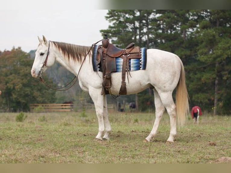 American Quarter Horse Wallach 15 Jahre 152 cm Schimmel in Coldspring, TX