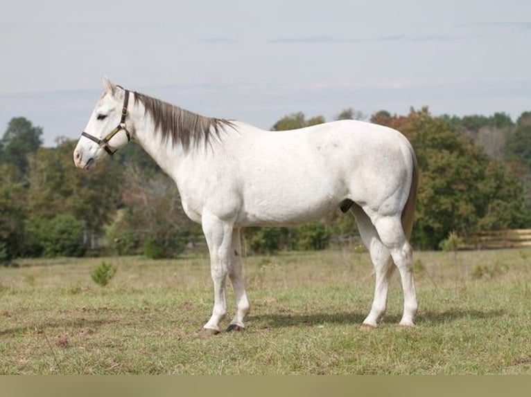 American Quarter Horse Wallach 15 Jahre 152 cm Schimmel in Coldspring, TX