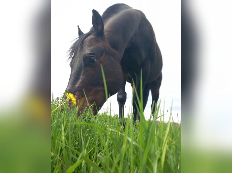 American Quarter Horse Wallach 15 Jahre 152 cm Schwarzbrauner in Sch&#xF6;naich