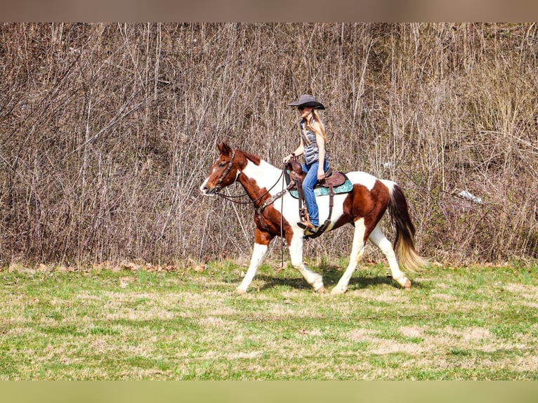 American Quarter Horse Wallach 15 Jahre 152 cm Tobiano-alle-Farben in Hillsboro KY
